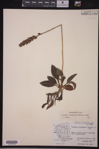 Goodyera pubescens image
