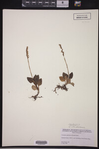 Goodyera pubescens image