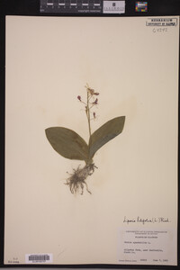 Liparis lilifolia image