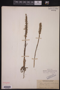 Spiranthes magnicamporum image