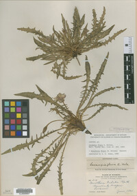 Image of Oenothera flava