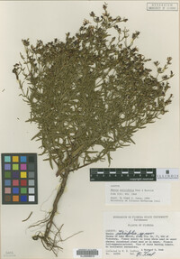 Image of Rhexia salicifolia