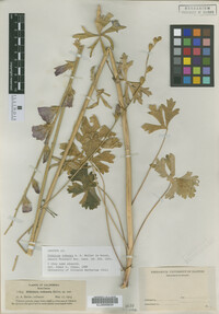 Image of Sidalcea robusta