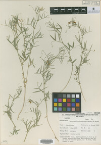 Image of Lathyrus hitchcockianus