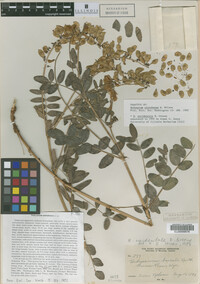 Image of Hedysarum uintahense
