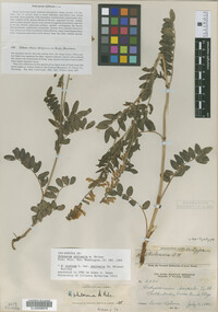 Image of Hedysarum alpinum