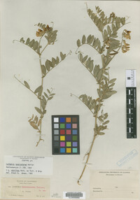 Image of Lathyrus quercetorum