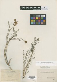 Image of Astragalus atropubescens