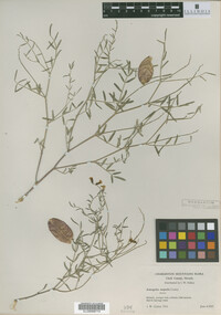 Image of Astragalus aequalis