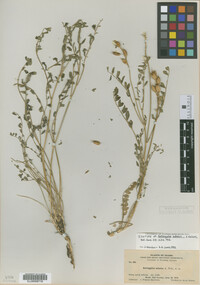 Image of Astragalus adanus