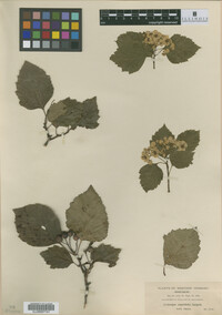 Image of Crataegus asperifolia