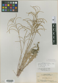 Image of Arabis sparsiflora