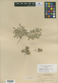 Image of Physaria macrocarpa