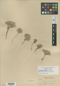 Image of Physaria nelsonii