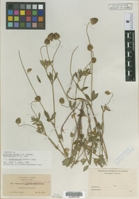 Image of Trifolium albopurpureum
