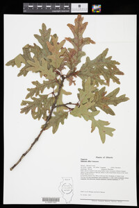Quercus alba image