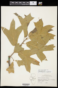 Quercus X bushii image