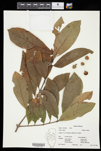 Image of Quercus imbricaria
