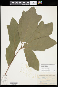 Quercus X leana image