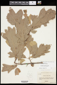 Quercus X leana image
