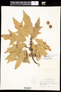 Quercus X runcinata image
