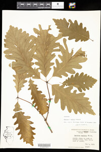 Quercus X saulii image