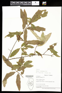 Quercus X exacta image