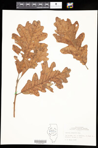 Quercus X schuettei image