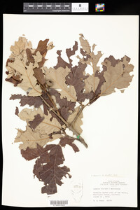 Quercus X schuettei image