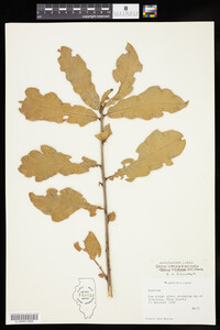 Quercus X tridentata image