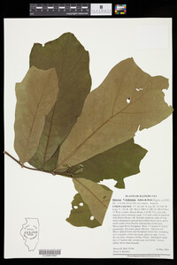Quercus X tridentata image