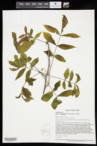 Carya cordiformis image
