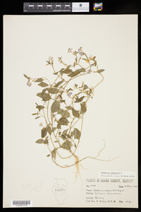 Image of Browallia americana