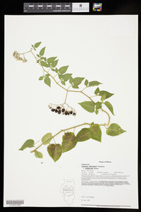 Solanum dulcamara f. albiflorum image