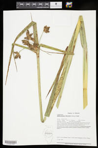 Image of Bolboschoenus fluviatilis