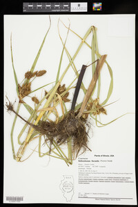 Bolboschoenus fluviatilis image