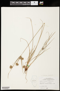 Cyperus lupulinus x schweinitzii image