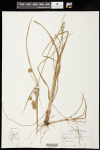 Cyperus lupulinus x schweinitzii image