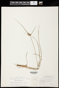 Cyperus lupulinus ssp. lupulinus x Cyperus schweinitzii image