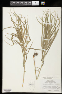 Dulichium arundinaceum image