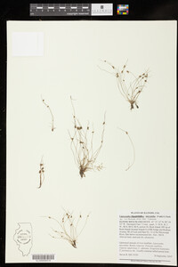 Lipocarpha micrantha image