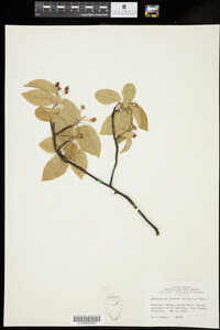 Amelanchier arborea image
