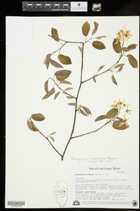 Image of Amelanchier x grandiflora