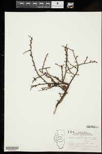 Image of Cotoneaster adpressus var. praecox