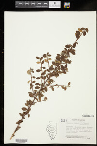 Image of Cotoneaster dammeri
