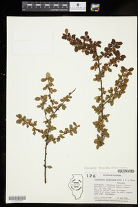 Image of Cotoneaster divaricatus
