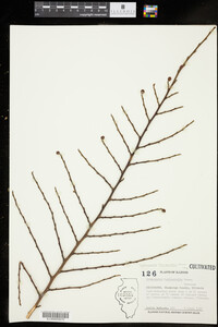 Cotoneaster horizontalis image