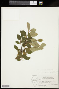 Cotoneaster lucida image