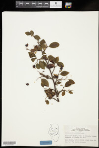 Cotoneaster lucida image