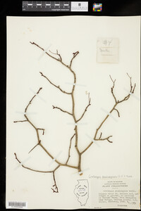 Crataegus phaenopyrum image